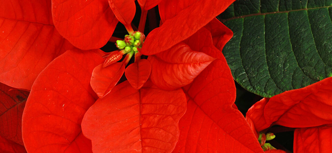 poinsettias